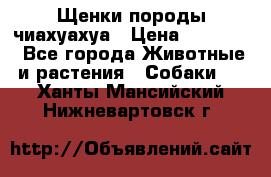 Щенки породы чиахуахуа › Цена ­ 12 000 - Все города Животные и растения » Собаки   . Ханты-Мансийский,Нижневартовск г.